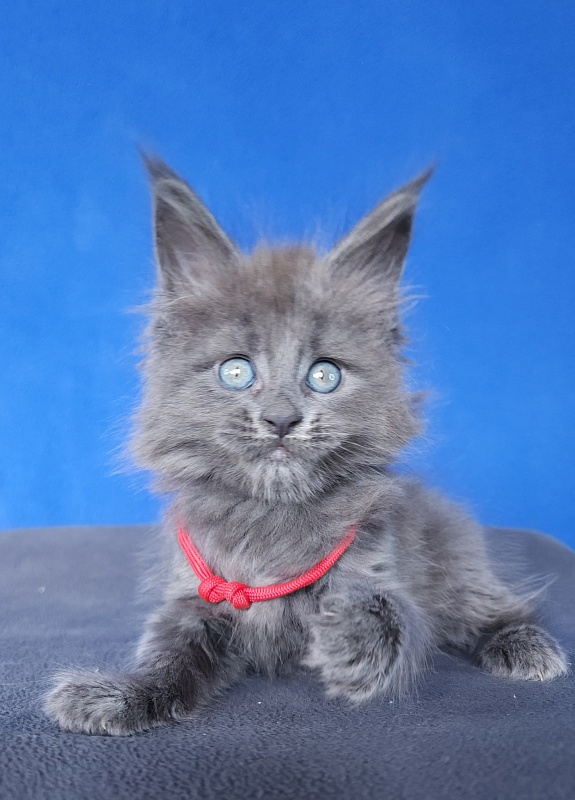 Ganya Akbars - Kitten maine-coon 1 month