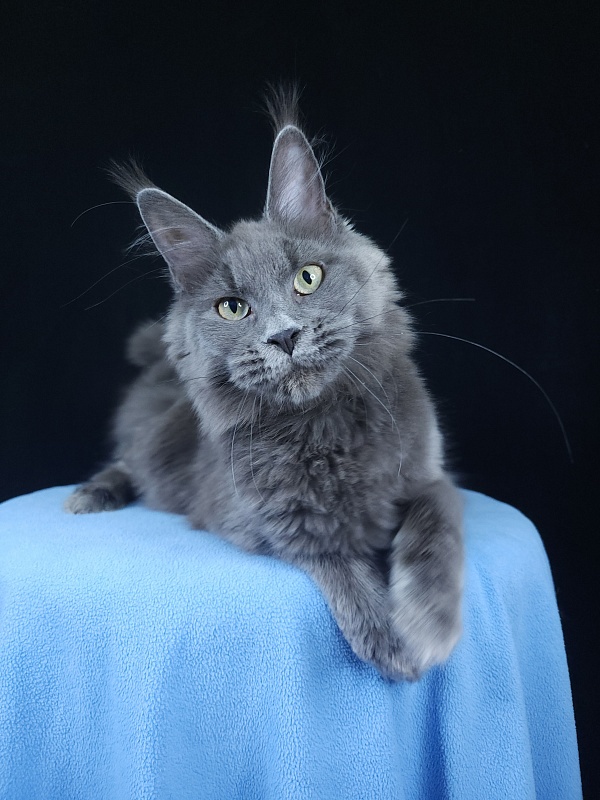 Ganya Akbars - Kitten maine-coon 6 months 3.5 weeks