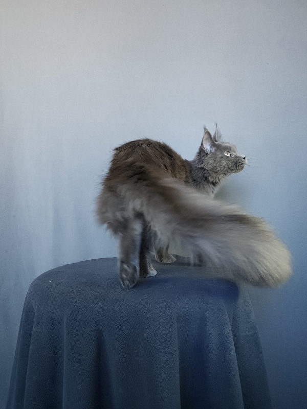 Ganya Akbars - Junior maine-coon 8 months 1 week