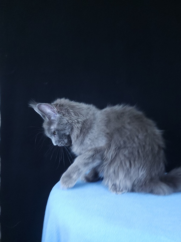 Ganya Akbars - Kitten maine-coon 6 months 3.5 weeks
