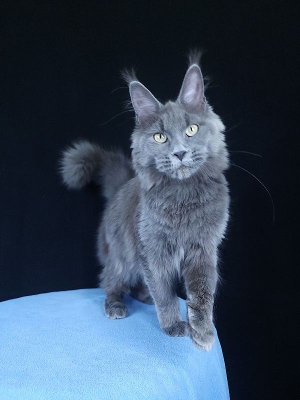 Ganya Akbars - Kitten maine-coon 6 months 3.5 weeks