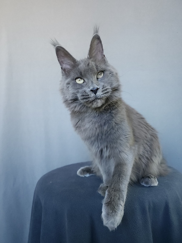 Ganya Akbars - Junior maine-coon 8 months 1 week