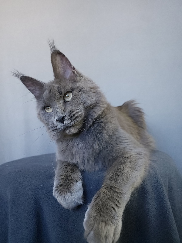 Ganya Akbars - Junior maine-coon 8 months 1 week