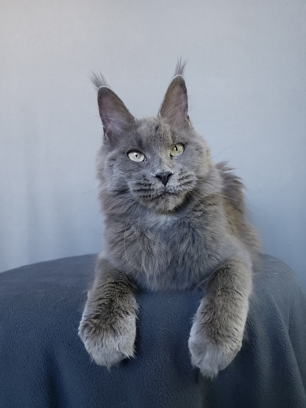 Ganya Akbars - Junior maine-coon 8 months 1 week