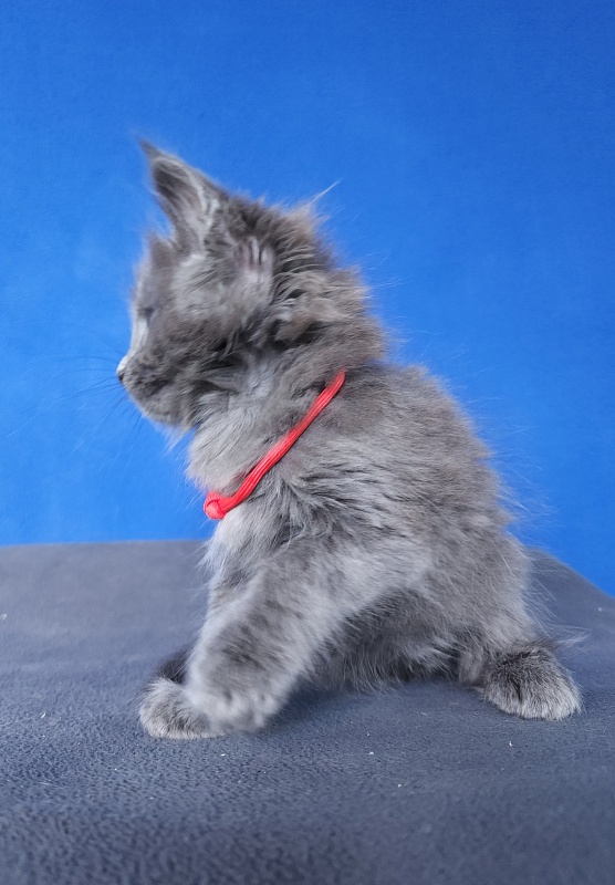 Ganya Akbars - Kitten maine-coon 1 month
