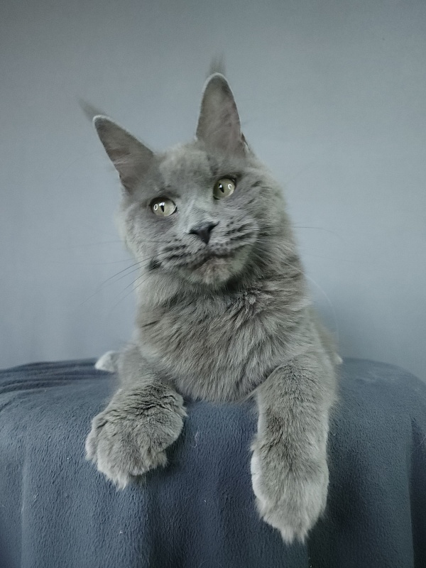 Ganya Akbars - Junior maine-coon 9 months