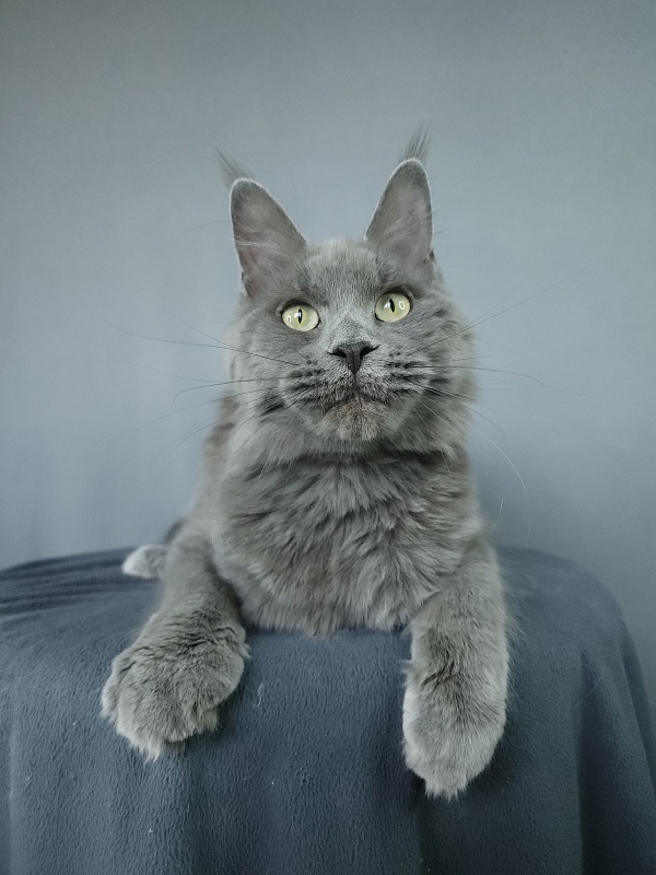 Ganya Akbars - Junior maine-coon 9 months