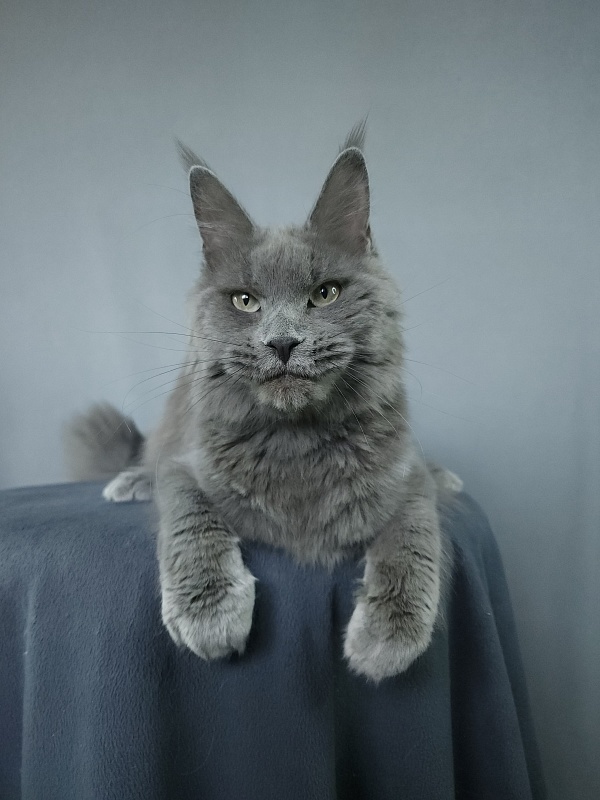 Ganya Akbars - Junior maine-coon 9 months