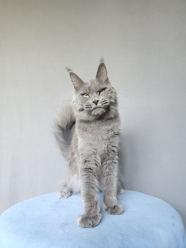 Ganya Akbars - Junior maine-coon 9 months 3 weeks