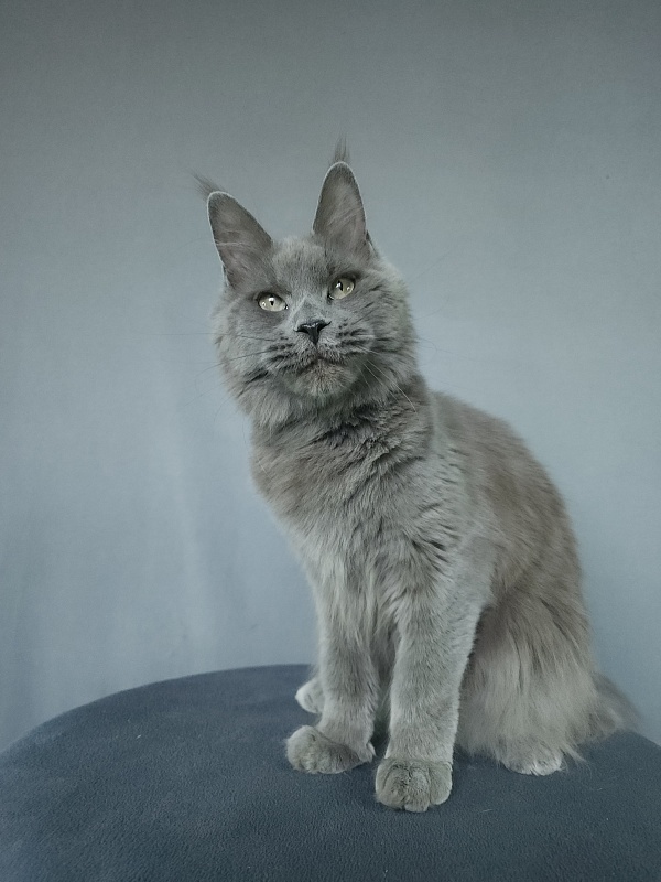 Ganya Akbars - Junior maine-coon 9 months