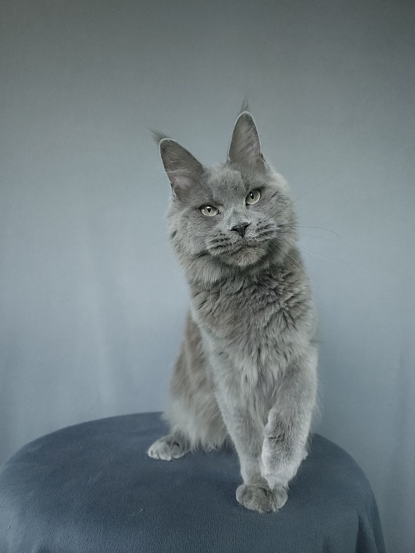 Ganya Akbars - Junior maine-coon 9 months