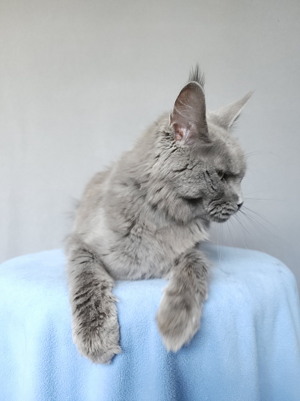 Ganya Akbars - Junior maine-coon 9 months 3 weeks