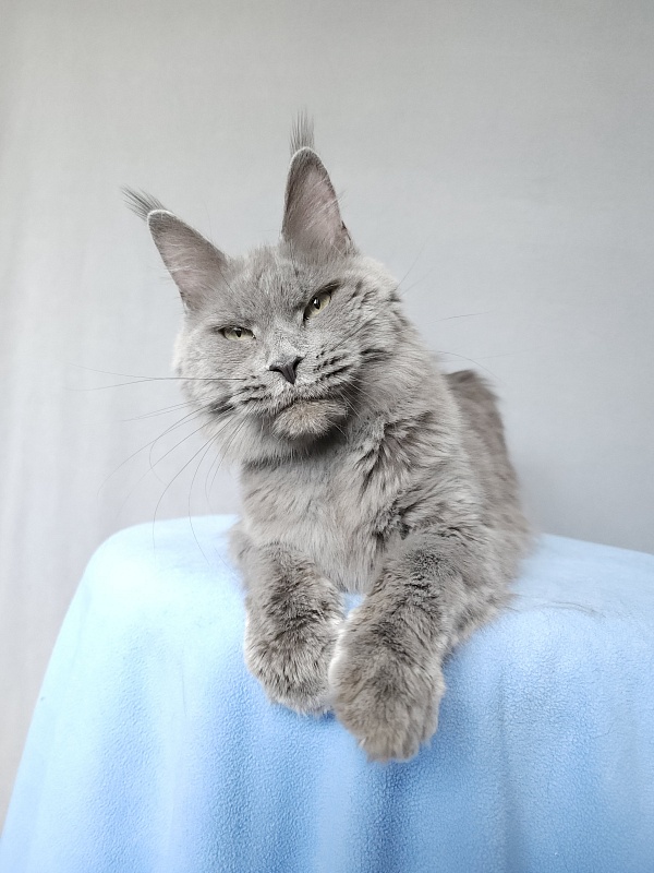 Ganya Akbars - Junior maine-coon 9 months 3 weeks