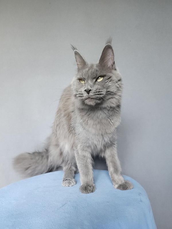 Ganya Akbars - Junior maine-coon 9 months 3 weeks