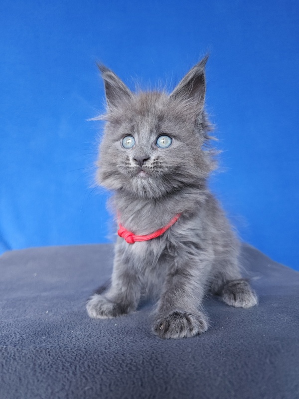 Ganya Akbars - Kitten maine-coon 1 month