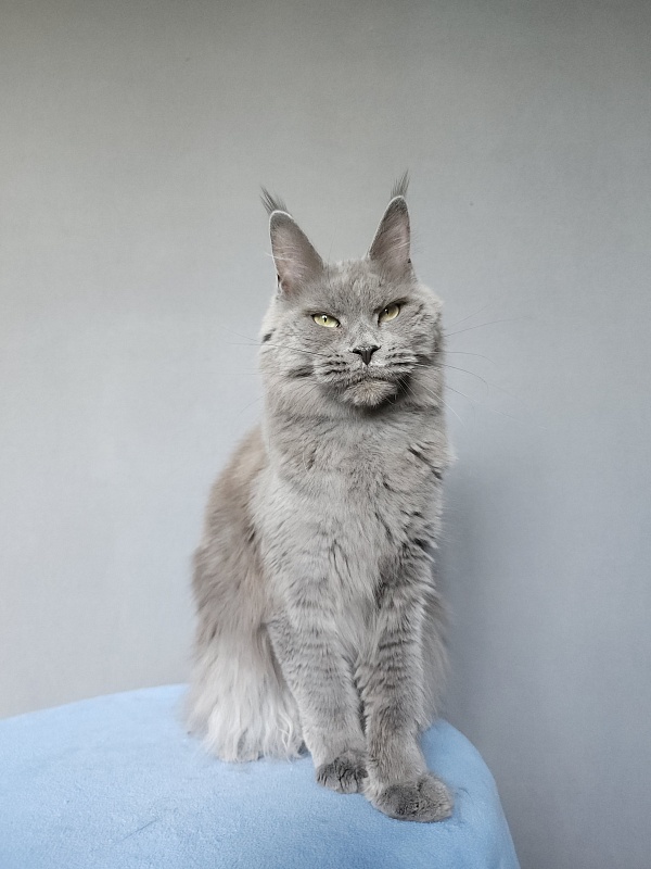 Ganya Akbars - Junior maine-coon 9 months 3 weeks