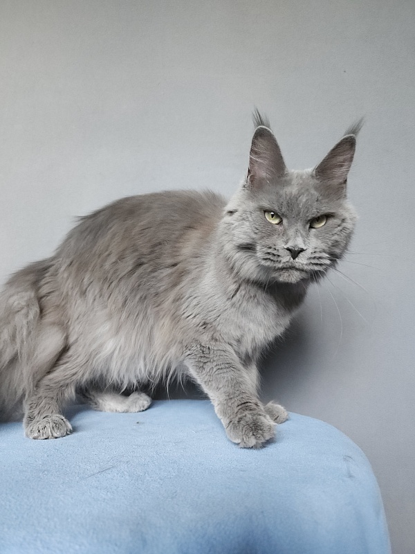 Ganya Akbars - Junior maine-coon 9 months 3 weeks