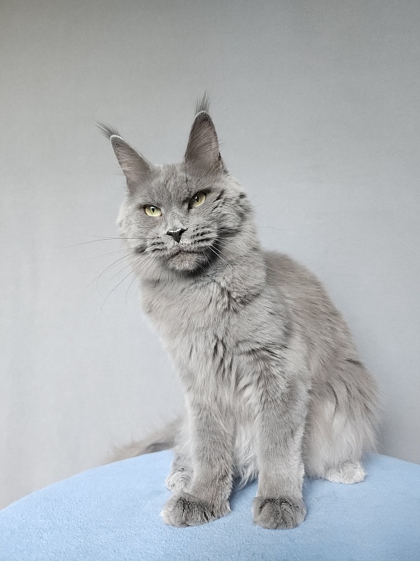 Ganya Akbars - Junior maine-coon 9 months 3 weeks