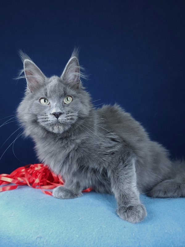 Ganya Akbars - Kitten maine-coon 4 months 1.5 week