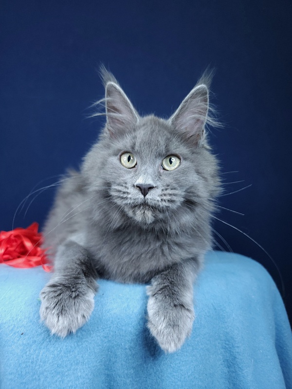 Ganya Akbars - Kitten maine-coon 4 months 1.5 week