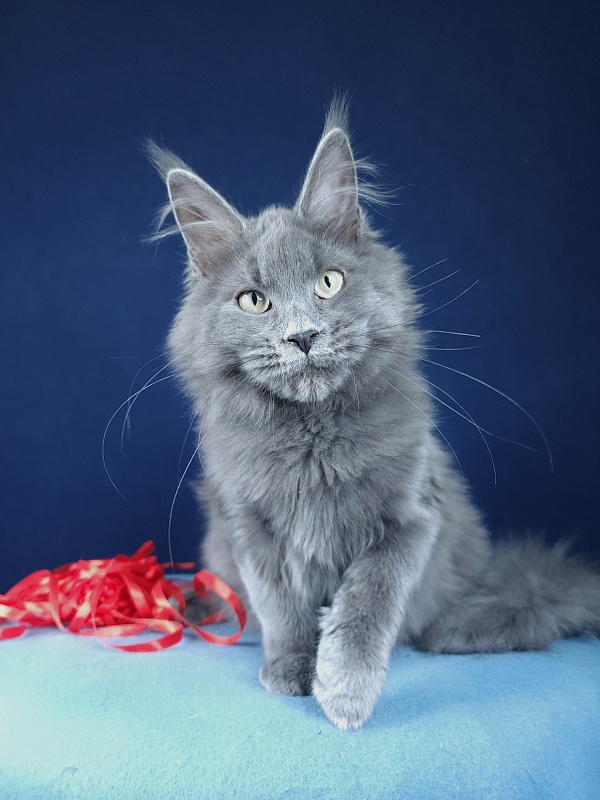 Ganya Akbars - Kitten maine-coon 4 months 1.5 week