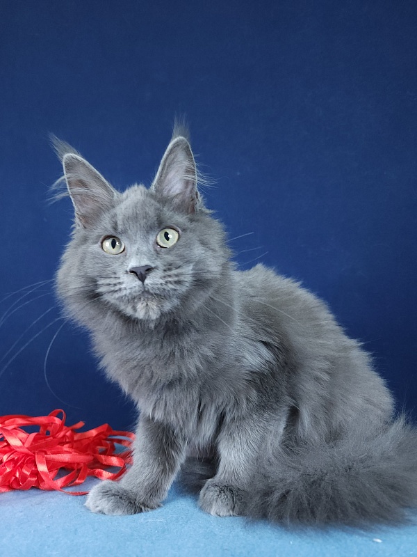 Ganya Akbars - Kitten maine-coon 4 months 1.5 week