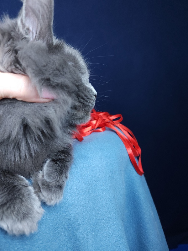 Ganya Akbars - Kitten maine-coon 4 months 1.5 week