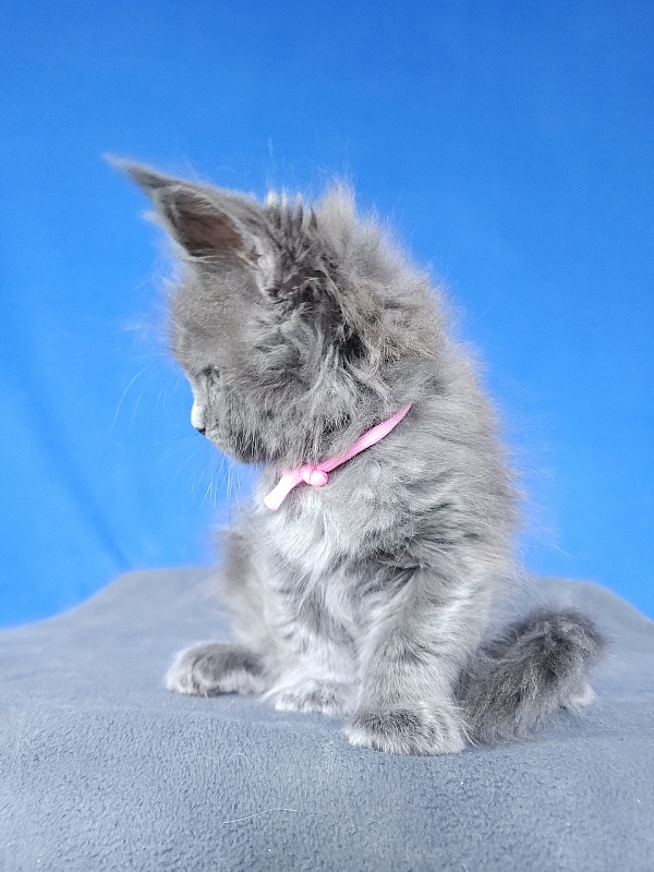 Glasha Akbars - Kitten maine-coon 1 month
