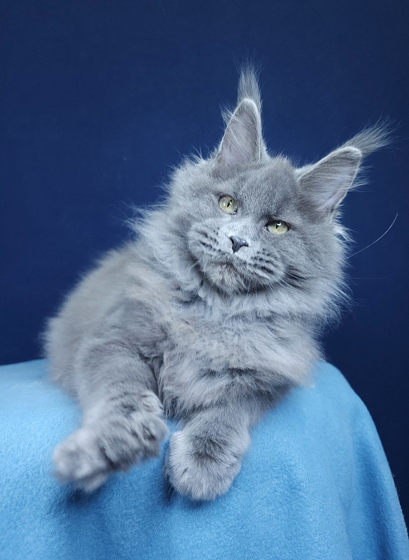 Glasha Akbars - Kitten maine-coon 4 months 1.5 week