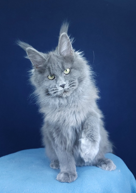 Glasha Akbars - Kitten maine-coon 4 months 1.5 week