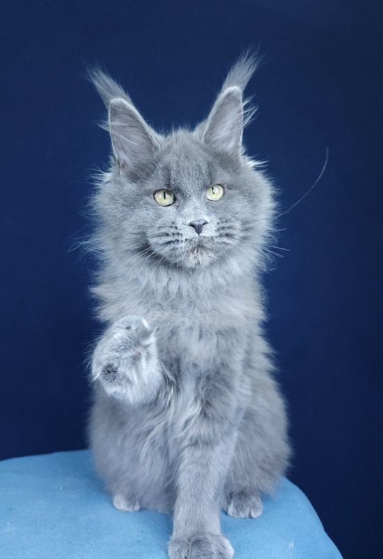 Glasha Akbars - Kitten maine-coon 4 months 1.5 week
