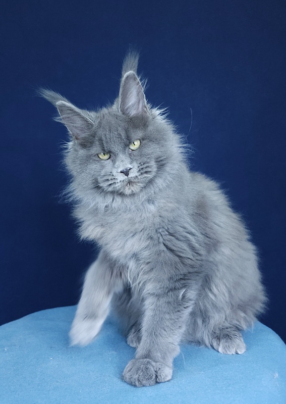 Glasha Akbars - Kitten maine-coon 4 months 1.5 week