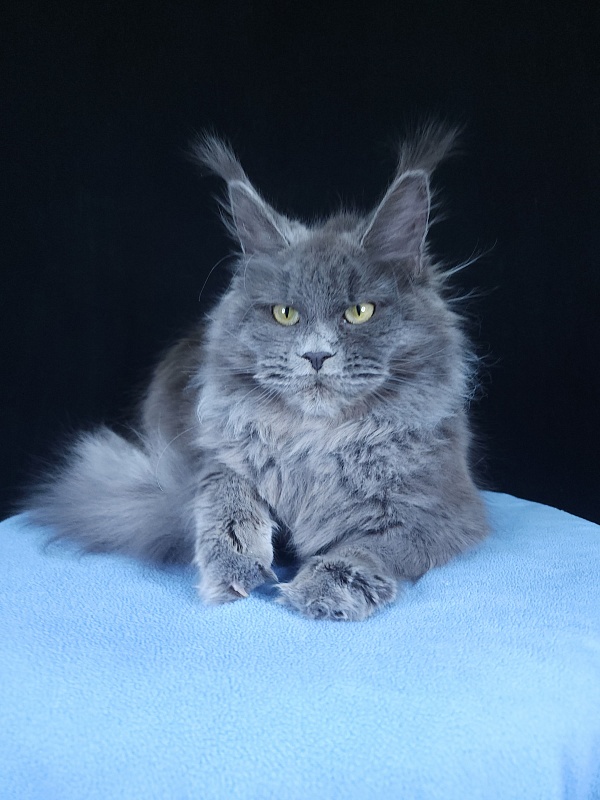 Glasha Akbars - Kitten maine-coon 6 months 3.5 weeks