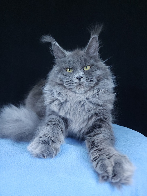 Glasha Akbars - Kitten maine-coon 6 months 3.5 weeks