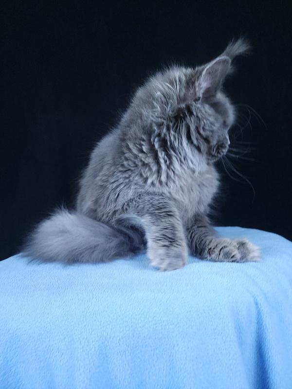 Glasha Akbars - Kitten maine-coon 6 months 3.5 weeks