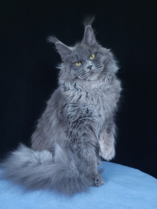 Glasha Akbars - Kitten maine-coon 6 months 3.5 weeks