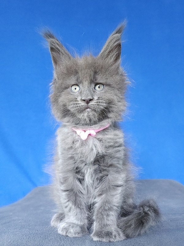 Glasha Akbars - Kitten maine-coon 1 month