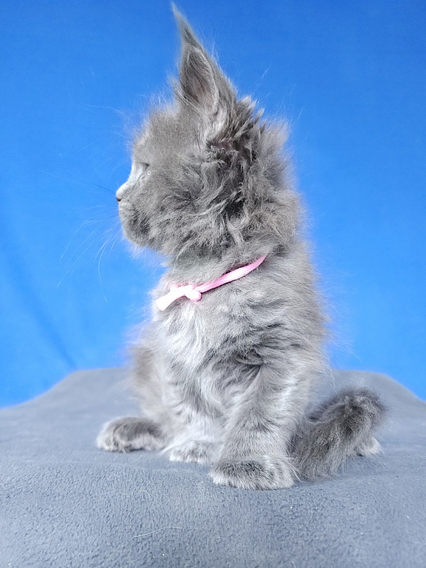 Glasha Akbars - Kitten maine-coon 1 month