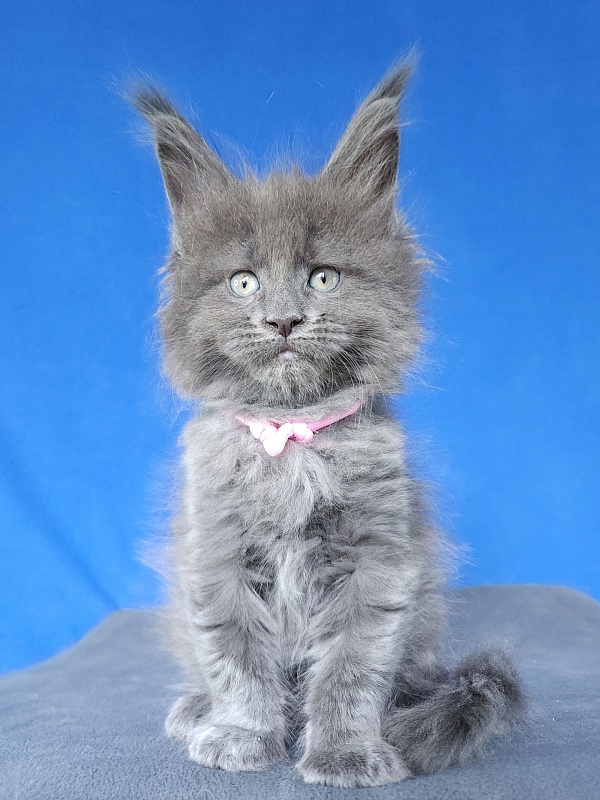 Glasha Akbars - Kitten maine-coon 1 month
