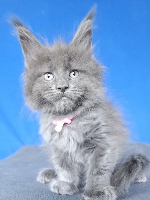 Glasha Akbars - Kitten maine-coon 1 month