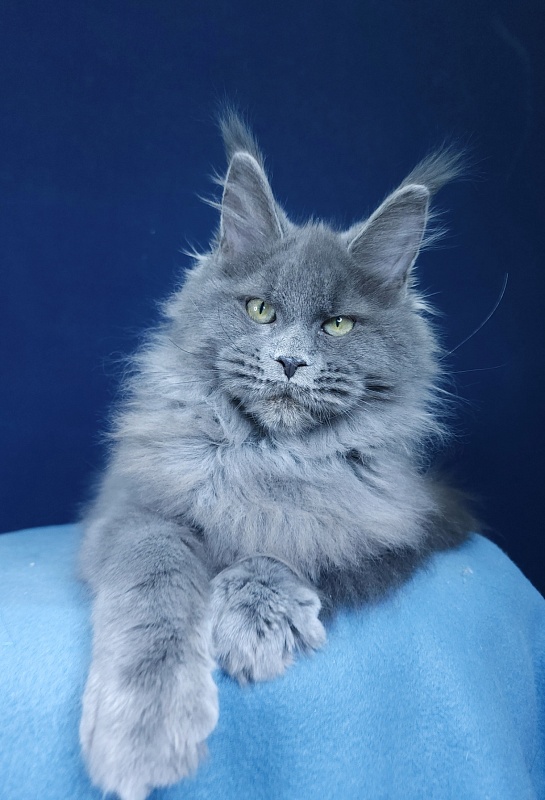 Glasha Akbars - Kitten maine-coon 4 months 1.5 week