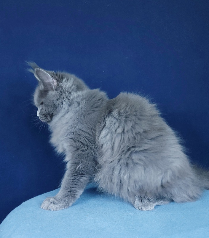 Glasha Akbars - Kitten maine-coon 4 months 1.5 week