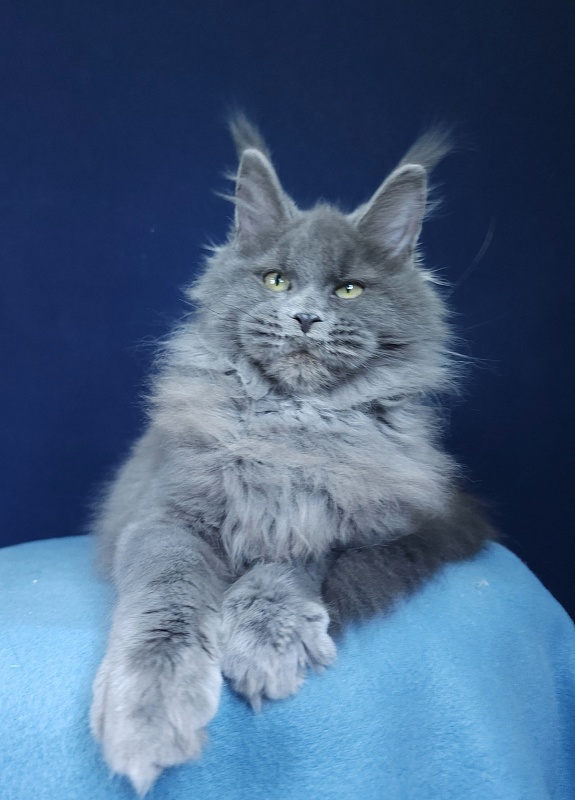 Glasha Akbars - Kitten maine-coon 4 months 1.5 week