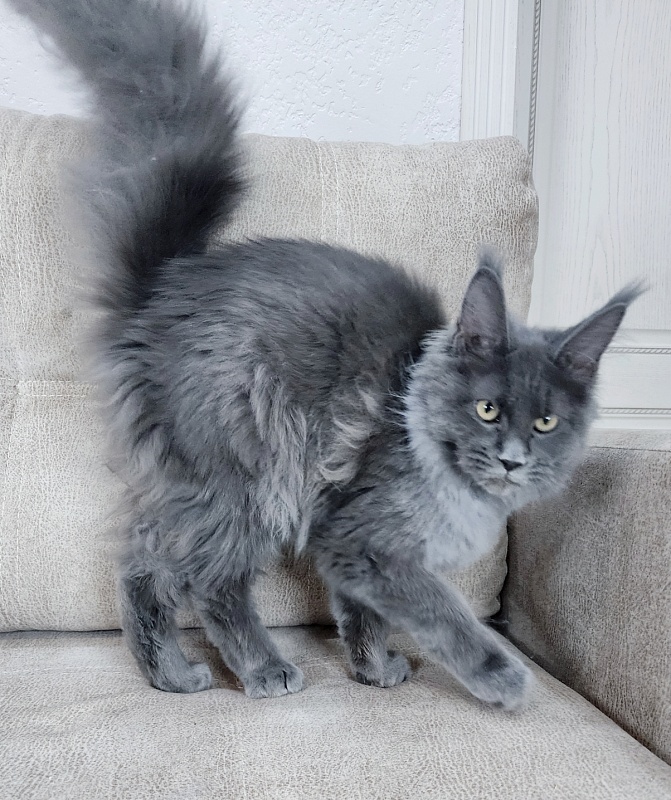 Glen¹s Akbars - Kitten maine-coon 4 months 3 weeks