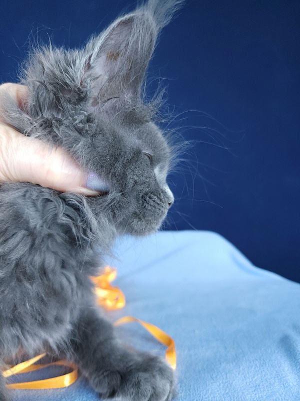 Glen¹s Akbars - Kitten maine-coon 1 month 3 weeks