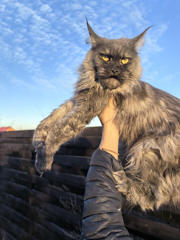Zabava Akbars - Adult maine-coon 2 years 5 months