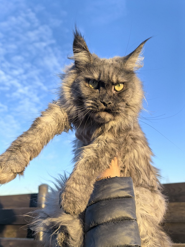 Zabava Akbars - Adult maine-coon 2 years 5 months