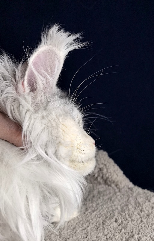 Yanina Akbars - Adult maine-coon 2 years 5 months 3 weeks