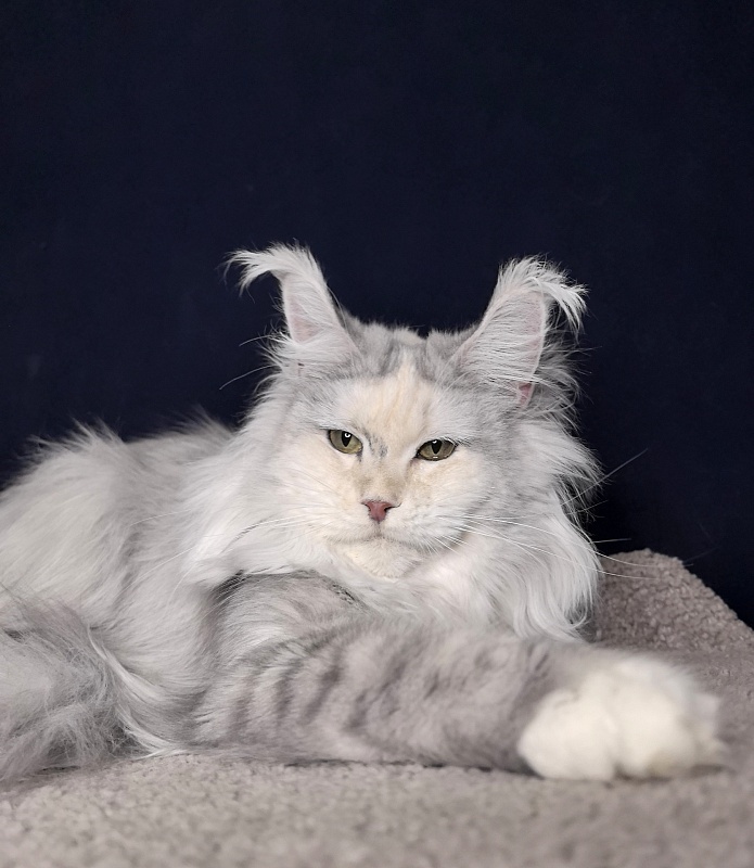 Yanina Akbars - Adult maine-coon 2 years 5 months 3 weeks