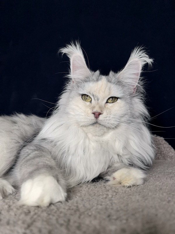Yanina Akbars - Adult maine-coon 2 years 5 months 3 weeks